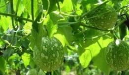 吊瓜怎么吃更苦,解锁吊瓜独特风味