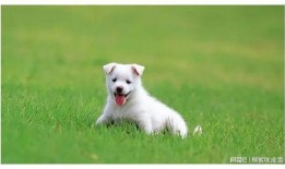 吃瓜小狗文案短句,趣味短句里的生活百态