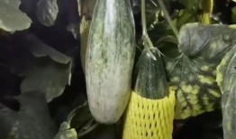 羊角瓜芯子可以吃,隐藏的美食宝藏