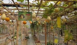 园林吃瓜,吃瓜畅享清凉时光