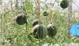 长垣吃瓜爆料视频,揭秘当地热点事件背后的真相