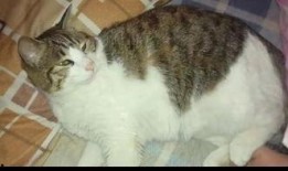 吃瓜白猫,揭秘娱乐圈的幕后故事