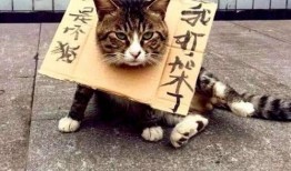 主人吵架猫吃瓜,宠物猫见证主人吵架现场